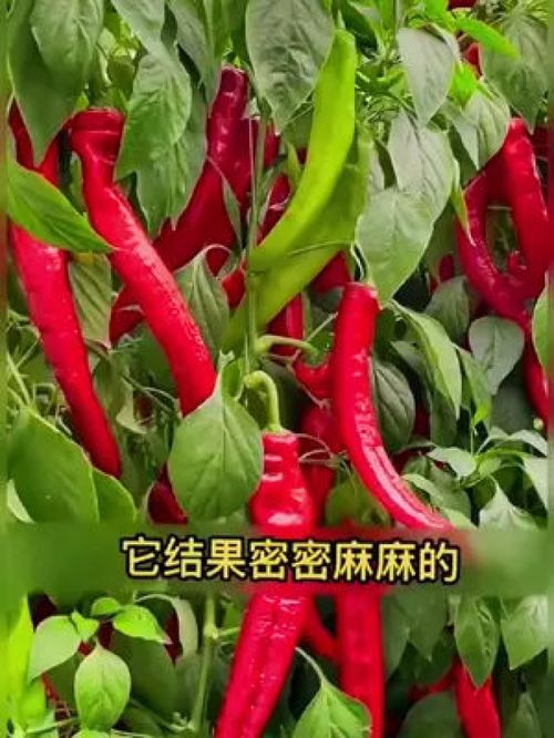 自家種植美人椒 辣味十足的家庭豐收體驗(yàn)
