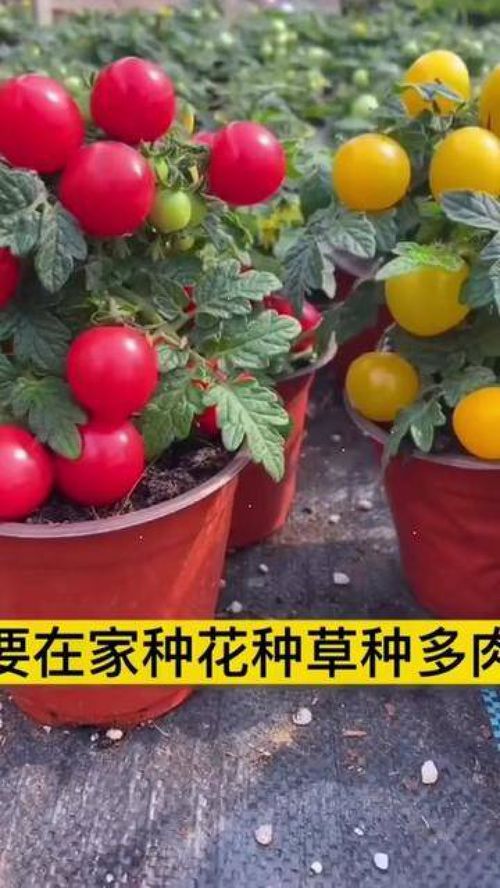 從種子到餐桌 家庭種植小番茄，打造優(yōu)質(zhì)農(nóng)產(chǎn)品新體驗
