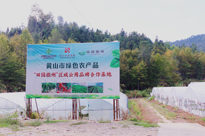 祁門縣 茶香滿山，特色農(nóng)業(yè)繪就鄉(xiāng)村振興新畫卷