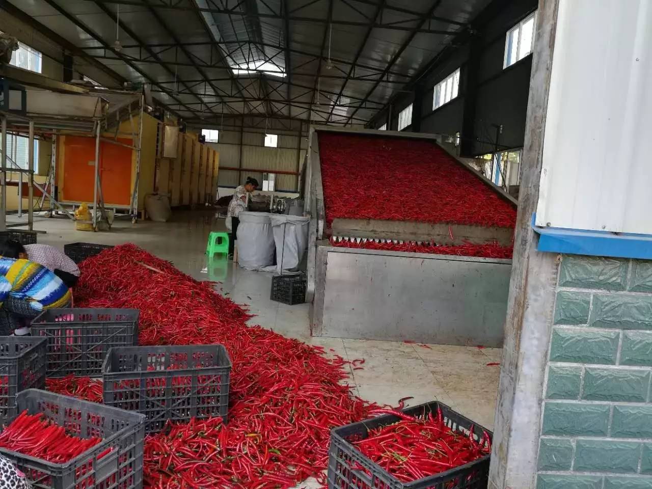旺草“紅”了！水產(chǎn)養(yǎng)殖新路徑探秘