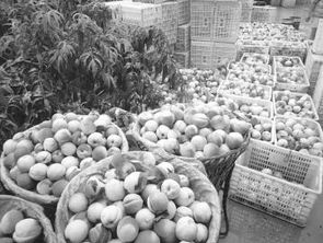 生態(tài)種養(yǎng)并舉，平武農(nóng)產(chǎn)品走俏市場