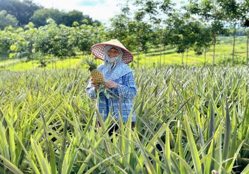瓊中黎母山 熱帶特色農(nóng)業(yè)結(jié)碩果 名優(yōu)品牌多點開花促振興